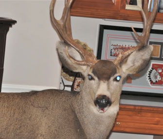 Deer in home