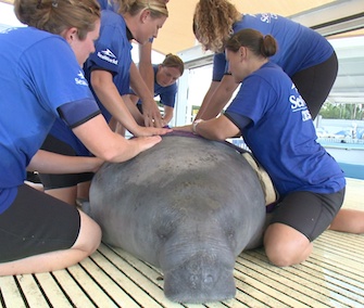 SeaWorld staff members fit a rescued manatee with a wetsuit to help him with buoyancy issues.