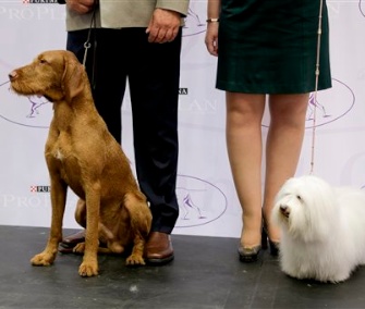 Falko, left, a wire-haired Vizsla, and Luna, a Coton de Tulear, pose on stage with their owners Tuesday.