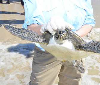 One of dozens of sea turtles is prepared for release in Florida.