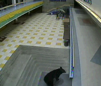 Black bear inside Alaska high school