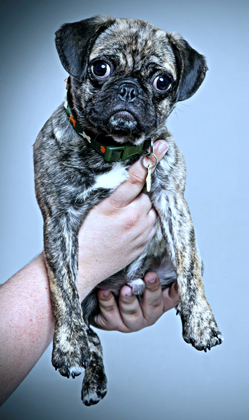 Rylo the Pug, the most photogenic pet