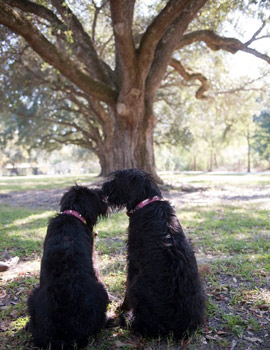 Sissy and Sam the Schnauzers wear pink alligator collars from Swamp Dogs of LA