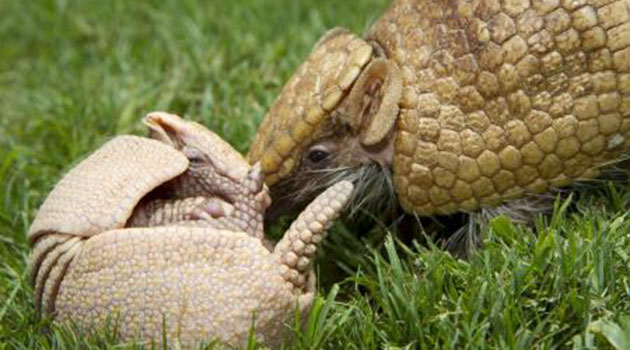 Baby armadillo with mom at Busch Gardens Tampa