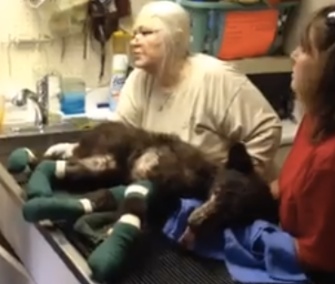 Cinder is being treated for severe burns at the Lake Tahoe Wildlife Center in California.