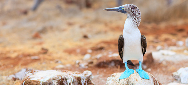 Blue-footed booby