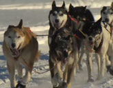 Dogs race in the Iditarod