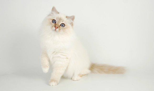 Birman Cat Breed Information