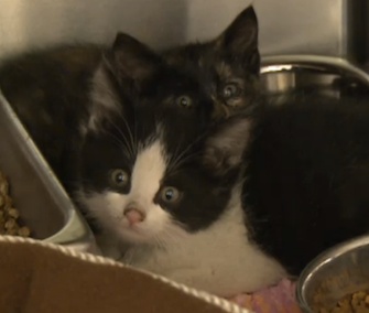 Two kittens are headed to foster care after surviving for five days in a sealed boxcar.