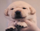 Puppy is the clone of Sir Lancelot