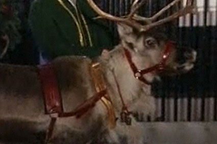 Reindeer