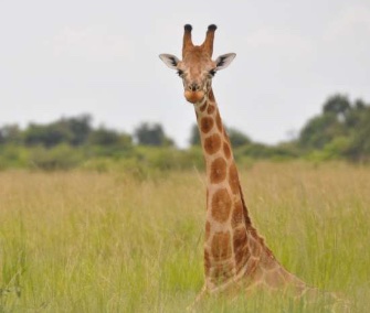 This Nubian giraffe in Uganda is part of the northern giraffe species.