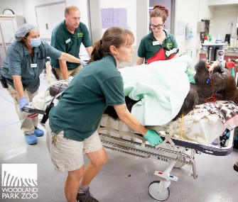 Vip, a gorilla who lives at the Woodland Park Zoo, had surgery to relieve a sinus infection.