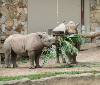 rhinoceros eating leaves at the zoo