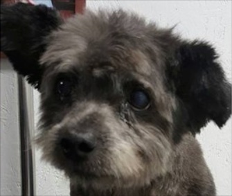 Chester the dog made headlines when he was adopted during his dying days.