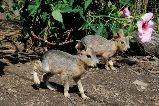 Patagonian cavies