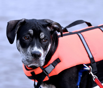 Dog wearing life jacket near water