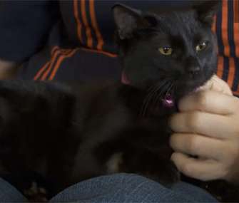 Muffin was rescued when Bradley McCallum heard her meowing.