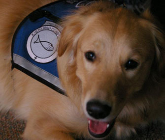 Gracie the Comfort Dog