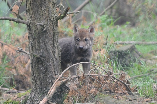 Wolf pup