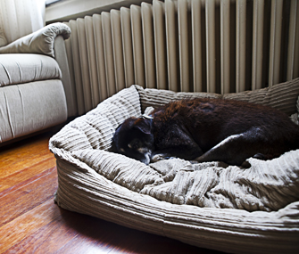 Sleeping Dog