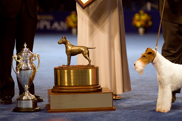 Eira Wire Fox Terrier Best in Show