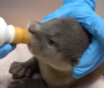 Toby, a rescued otter pup, was reunited with his family on a Singapore beach this month.