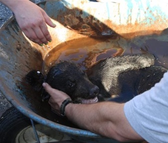 A bear cub was rescued in New Jersey after getting his head stuck in a cookie jar.