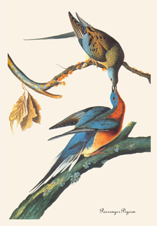 Audubon print of passenger pigeons
