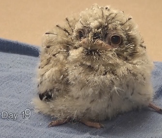 A tawny frogmouth chick hatched at the St. Louis Zoo last month.