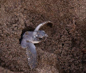 Baby Atlantic Green sea turtle at Tortuga Lodge and Gardens
