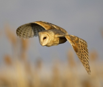 Barn Owl