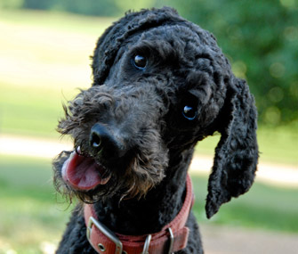 Why Does My Dog... Cock His Head?