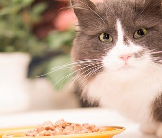 cat puts toys in food bowl