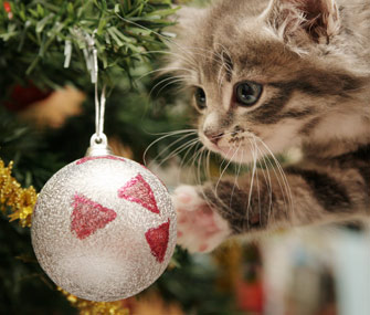 Kitten in Christmas tree