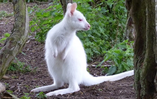 Linton Zoo albino red-necked wallaby joey
