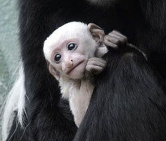 A baby Colobus monkey is on display at the St. Louis Zoo.