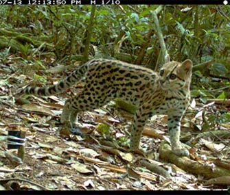 A camera trap captured this photo of the Bolivian wild cat in July.