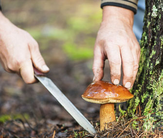 Man cutting wild mushroom