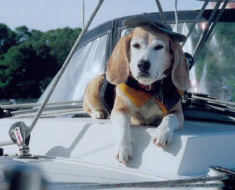 Mate the Beagle on First Mate Patty Deluca's boat