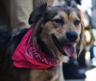 Tie was rescued from train tracks in Harlem after trying to race a commuter train.