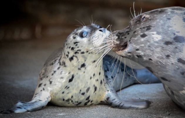 Harbor Seal Baby Boom at Washington Zoo