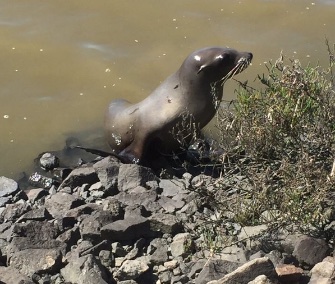 A sea lion was rescued after wandering onto a highway in California's wine country.