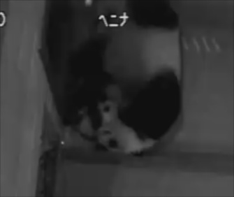 You can still get your panda fix with Zoo Atlanta's panda cam.
