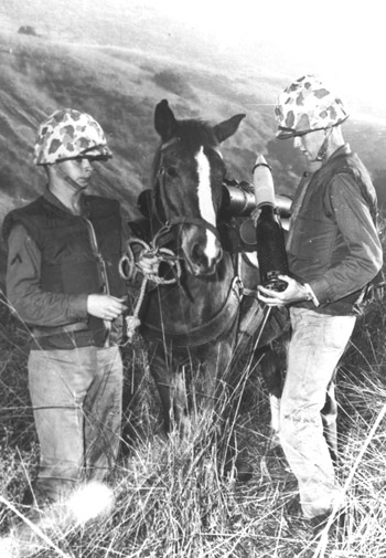 Sgt. Reckless delivering ammo to Marine rifle platoon.