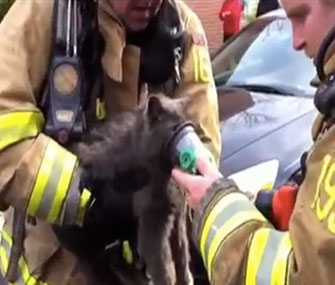 Tiki Bear, a 17-year-old cat, was rescued by firefighters.