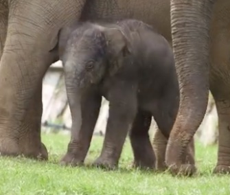 A newborn elephant in England was named Elizabeth in tribute to the queen for her 90th birthday.