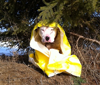 Rescue workers in Michigan saved this dog from an icy pond and warmed him with a thermal blanket.