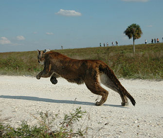 A panther who was rescued in 2011 is released in Florida.