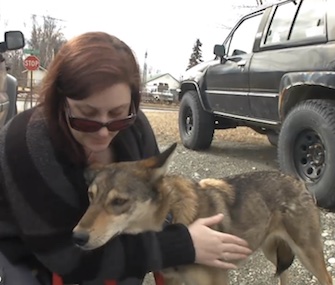 Sarabi, a 3-year-old Iditarod sled dog, was missing for a month after escaping from her handlers.